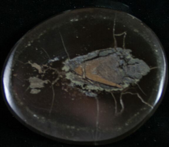 Polished Fish Coprolite (Fossil Poo) - Scotland #8946